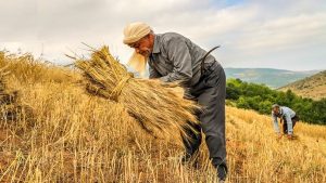 درباره کسب و کار زودبازده کشاورزی چه می‌دانید؟